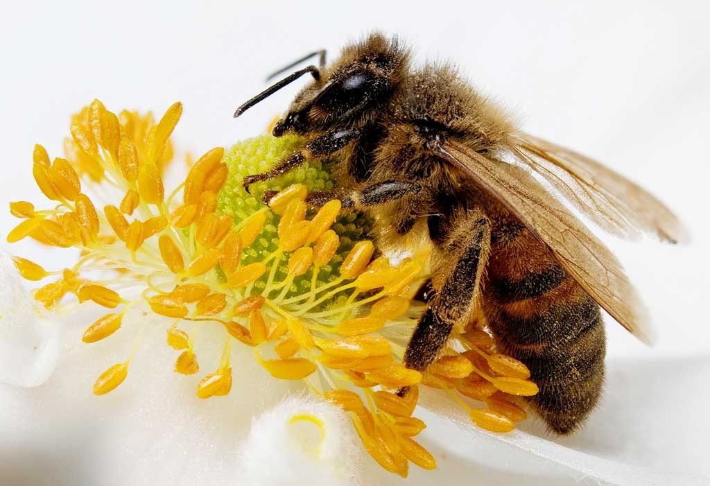 ape-da-miele-sopra-un-fiore-apis-mellifera
