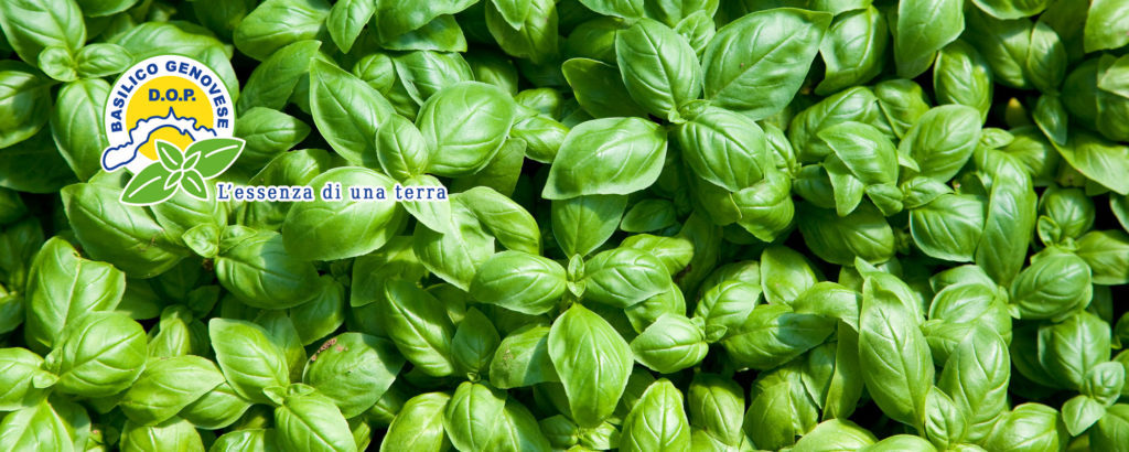 Piante di basilico genovese DOP accompagnate dal marchio.