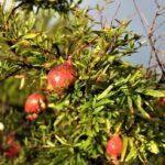 Punicum granatum, l'albero della melagrana