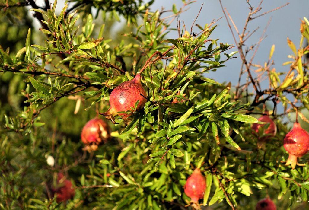 Punicum granatum, l'albero della melagrana