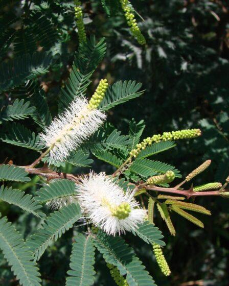 Mimosa tenuiflora. Immagine da Wikimedia Commons.