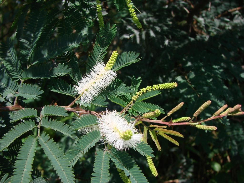 Mimosa tenuiflora. Immagine da Wikimedia Commons.