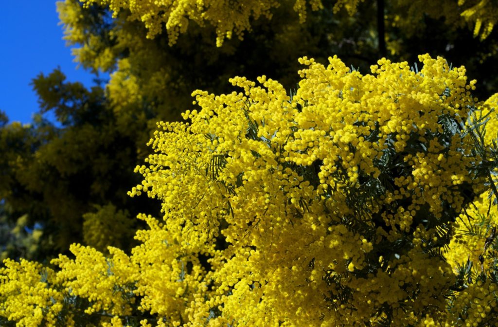 mimosa-infiorescenze-immagine-copertina