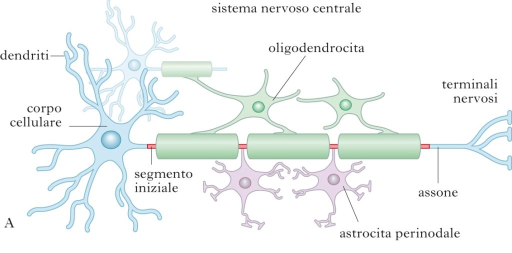 sclerosi multipla struttura fibra nervosa