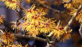 Amamelide, Hamamelis virginiana