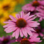 Echinacea purpurea, fiori