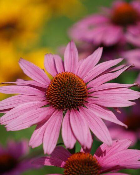 Echinacea purpurea, fiori