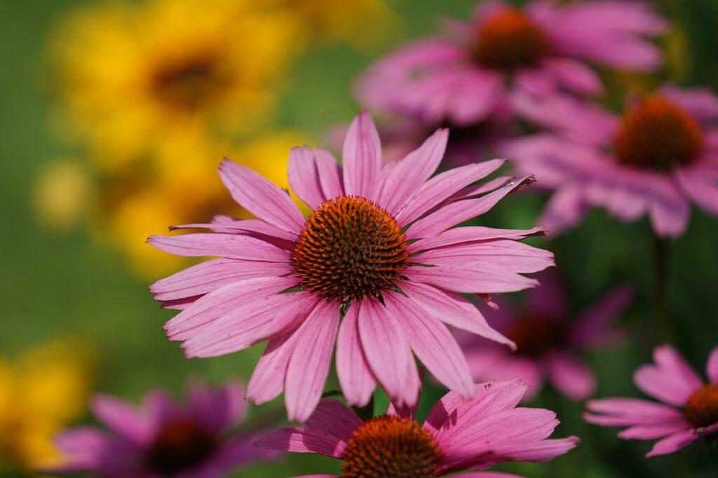 Echinacea purpurea, fiori