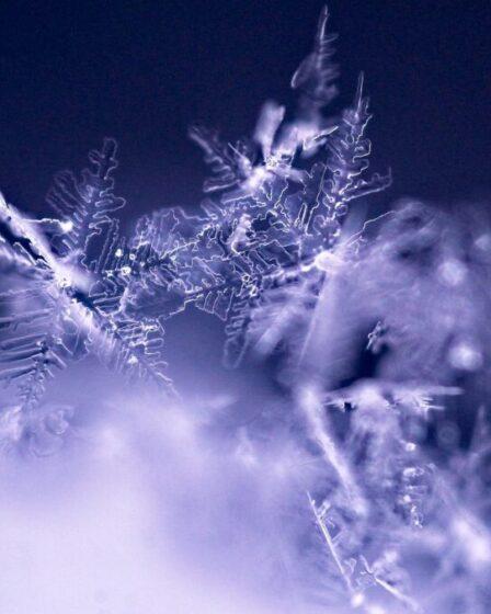 Fiocchi di neve. Foto di Lori Lo da Pixabay.
