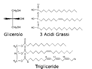 Oli per friggere - I trigliceridi si formano dalla reazione del glicerolo con tre molecole di acido grasso (Credits: Wikimedia Commons).
