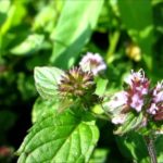 Foglie e fiori di menta piperita, potenziale aiuto contro il colon irritabile