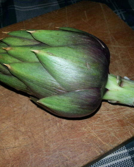 Carciofo spinoso