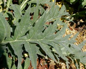 Carciofo - dettaglio delle foglie basali
