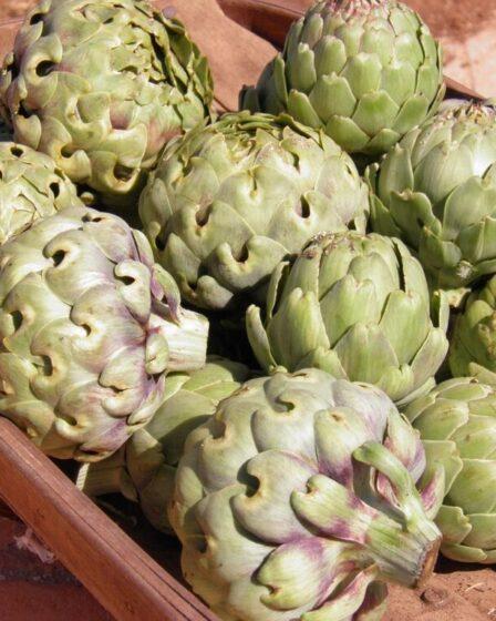 Carciofi. Foto di Nikki Dawson da Pixabay