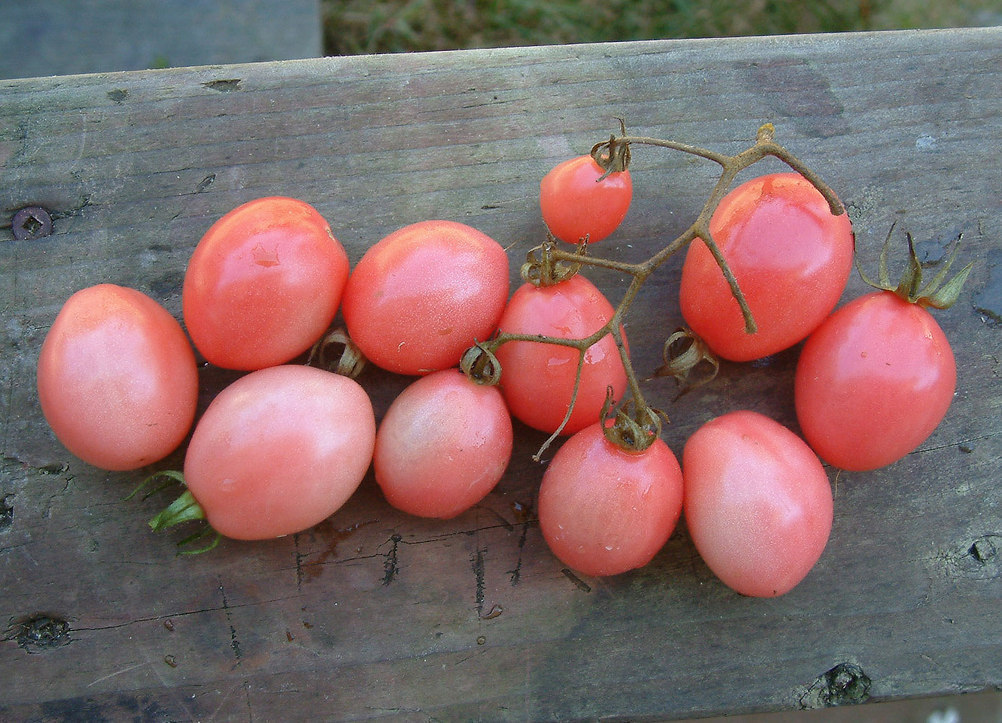 Pomodori Thai Pink Eggs