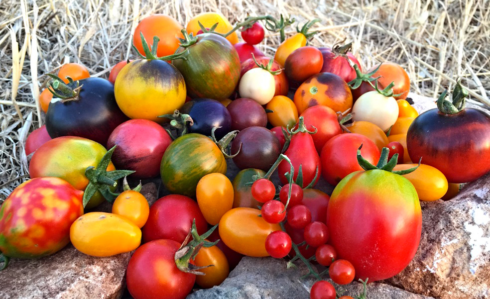 Composizione di pomodori appartenenti a diverse varietà.
