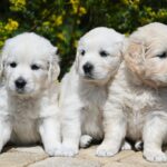 La mia nuova vita con un cane. Foto di JackieLou DL da Pixabay