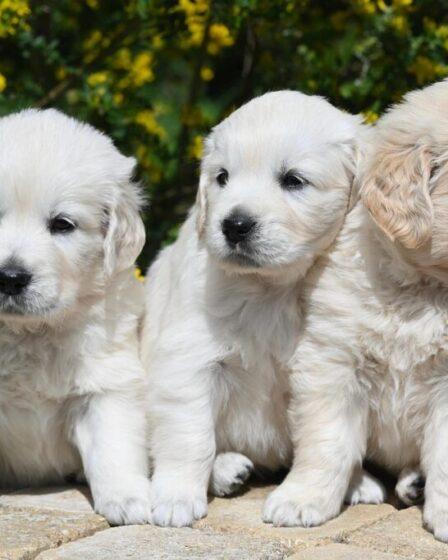 La mia nuova vita con un cane. Foto di JackieLou DL da Pixabay