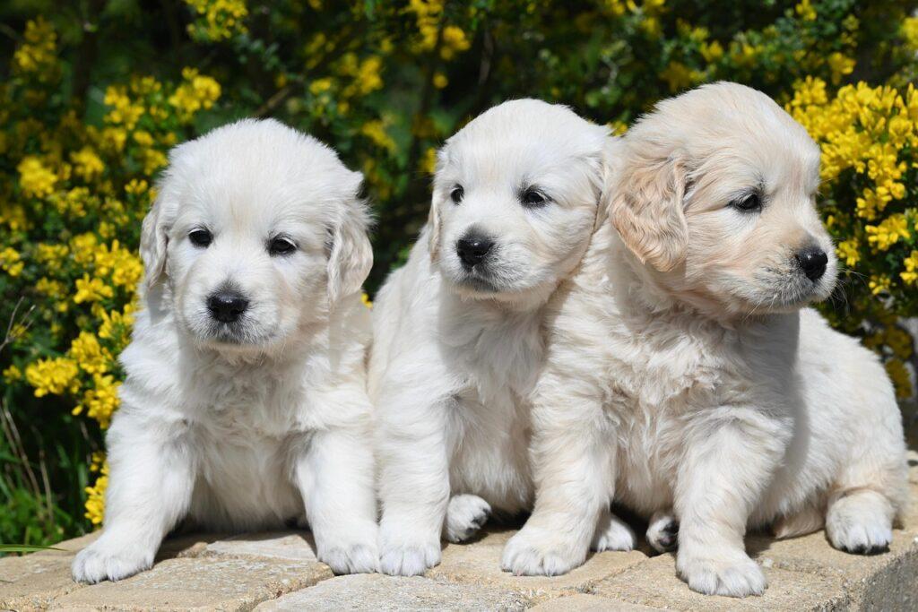 La mia nuova vita con un cane. Foto di JackieLou DL da Pixabay