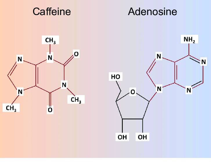Caffeina e adenosina a confronto