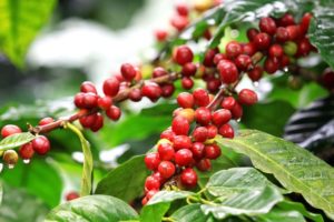 Caffè - pianta con ciliegie di caffè mature