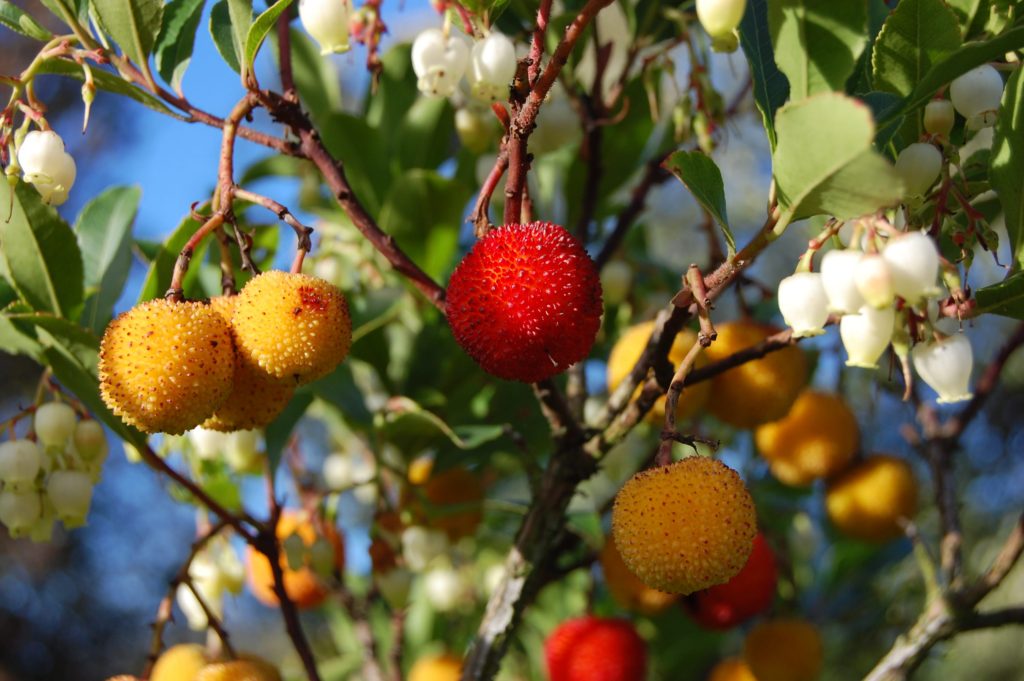 Bacche di corbezzolo - I frutti di Arbutus unedo (famiglia delle Ericaceae) chiamato anche albatro o corbezzolo