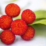 Bacche di corbezzolo o corbezzoli. Foto di Siala da Pixabay