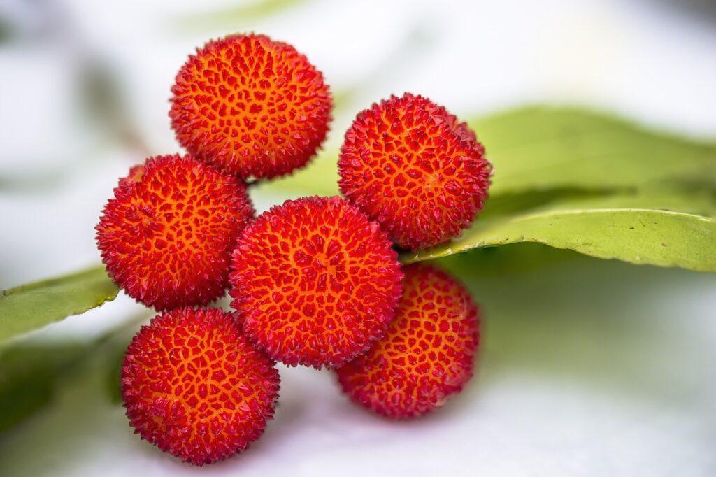 Bacche di corbezzolo o corbezzoli. Foto di Siala da Pixabay