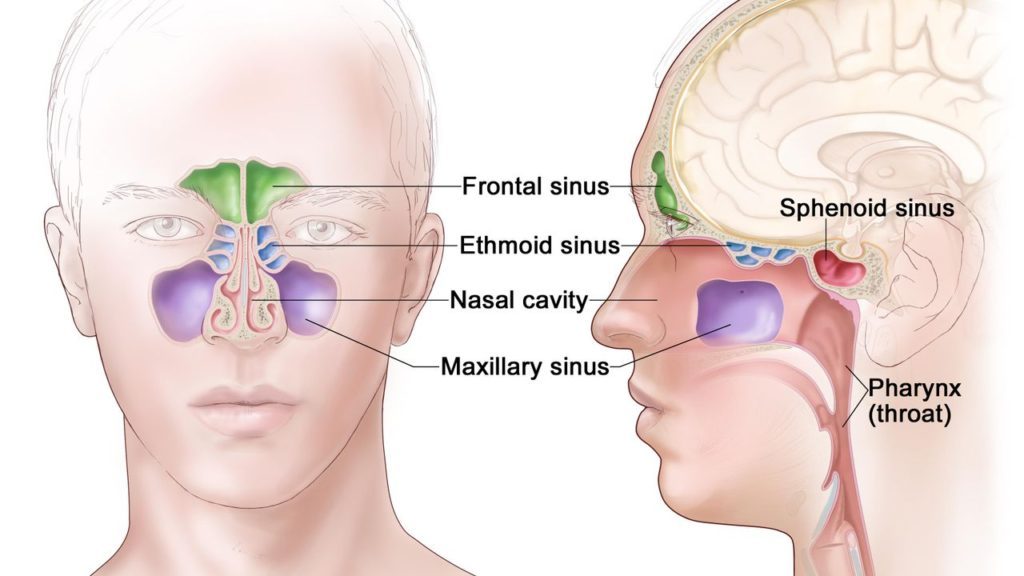 Rinosinusite - Raffigurazione delle cavità nasali e dei seni paranasali, cioè frontali, mascellari, etmoidali e sfenoidali