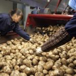 Patate in Cina: la coltivazione del futuro