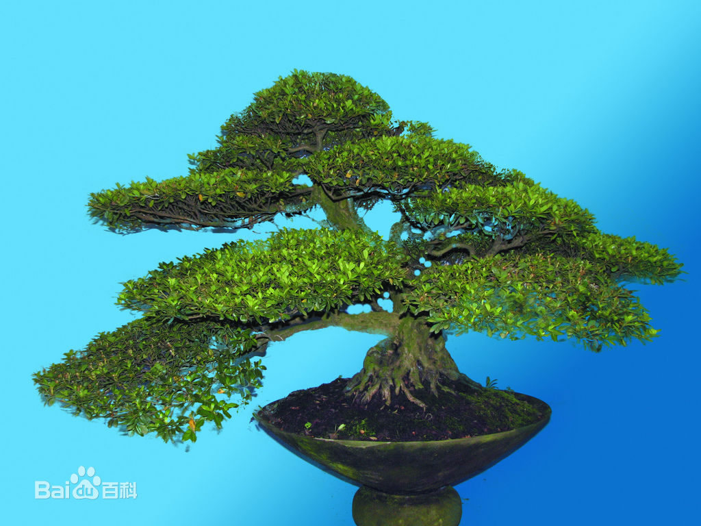 Albero bonsai (树桩盆景)