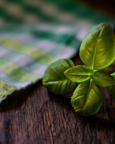 Basilico genovese. Foto di Monika da Pixabay.