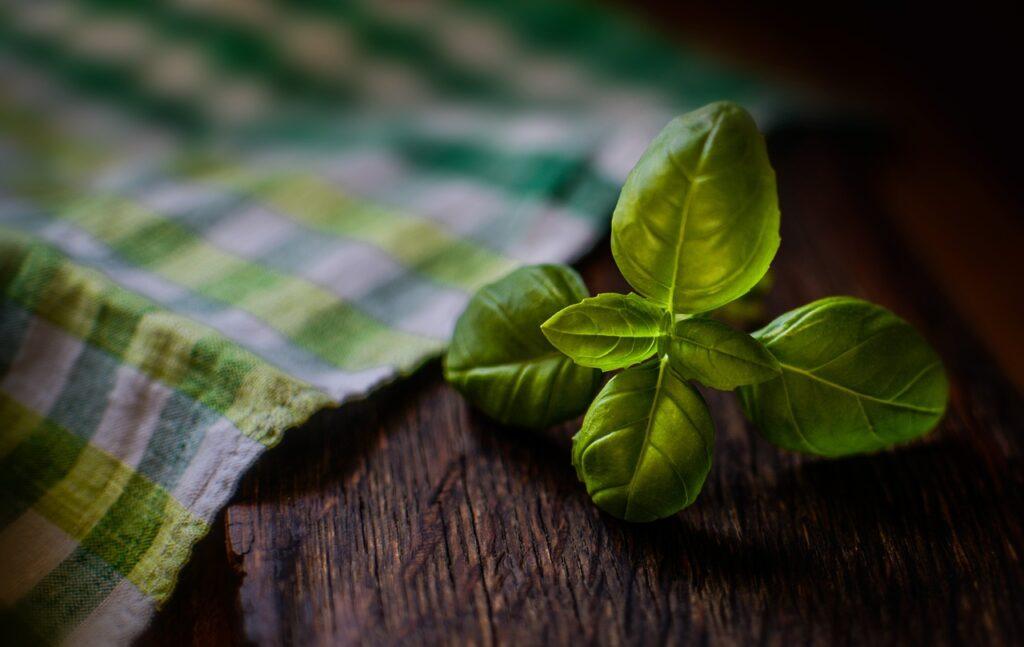 Basilico genovese. Foto di Monika da Pixabay.