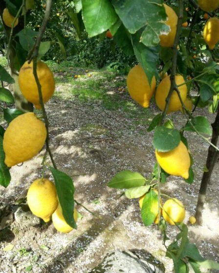 Sfusato amalfitano o Limone Costa d'Amalfi IGP.