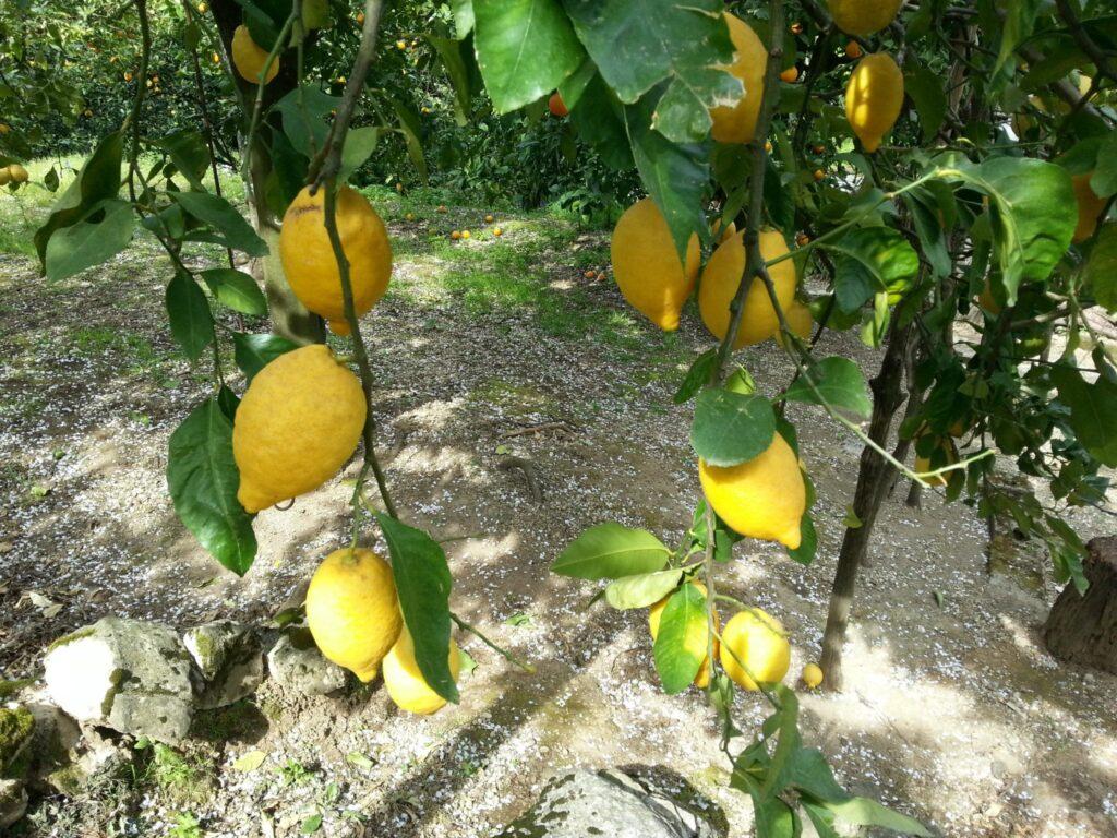 Sfusato amalfitano o Limone Costa d'Amalfi IGP.