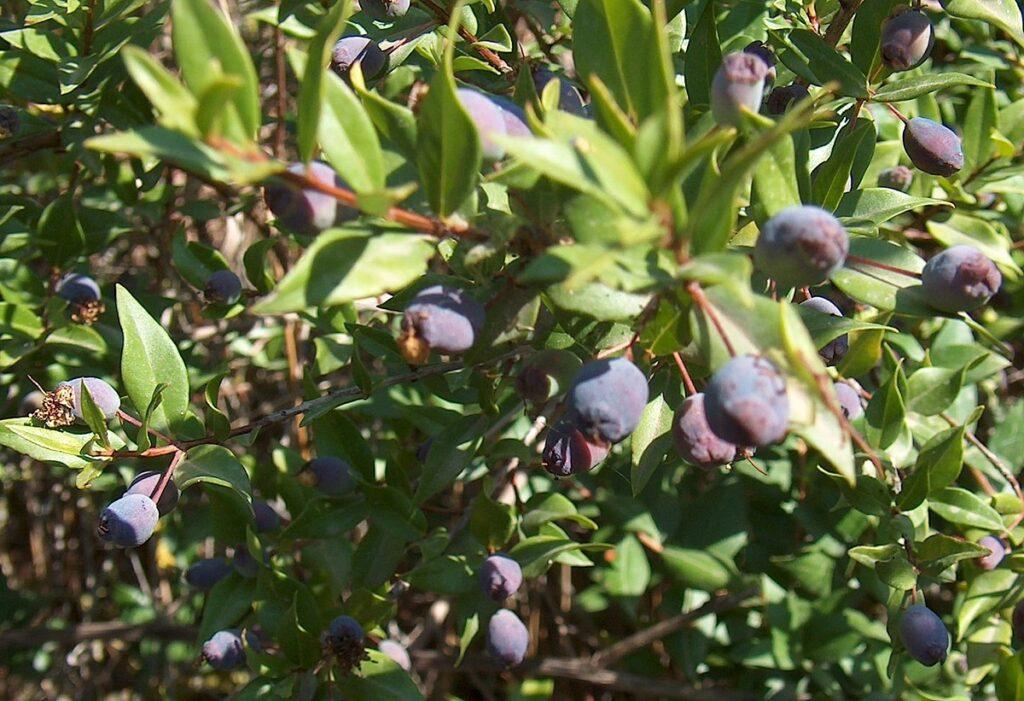 Bacche di mirto, foto di Giancarlo Dessì via Wikimedia Commons.