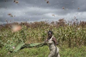Africa invasa dalle locuste