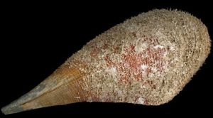 Pinna nobilis, mollusco bivalve a rischio di estinzione