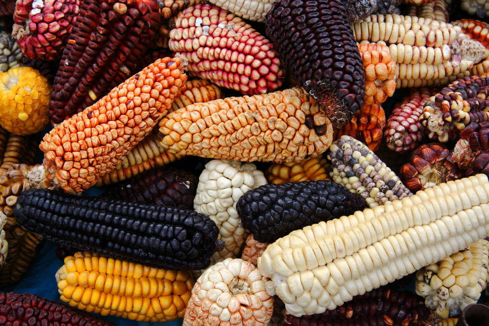 Le varietà multicolor del mais