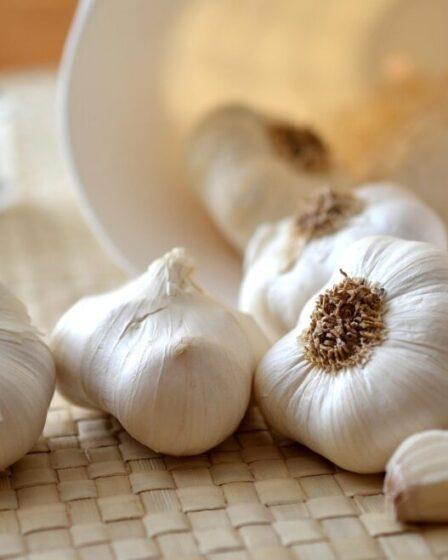 Aglio. Foto di congerdesign da Pixabay