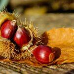 Castagne (Castanea sativa)