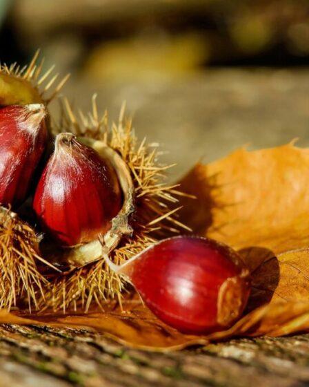 Castagne (Castanea sativa)