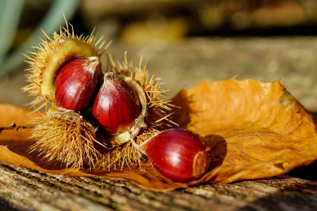 Castagne (Castanea sativa)