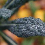 Ricette con il cavolo nero