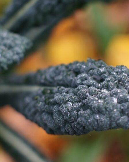 Ricette con il cavolo nero