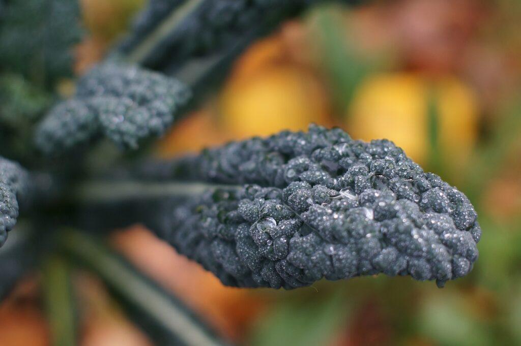 Ricette con il cavolo nero