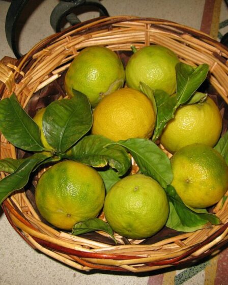 Ricette col bergamotto.
