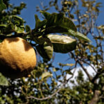 Albero con frutto di bergamotto