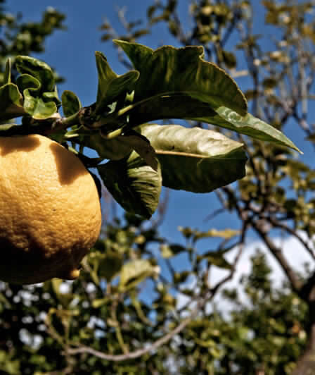 Albero con frutto di bergamotto