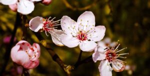 I fiori bianco-rosati del mandorlo o Prunus amygdalus